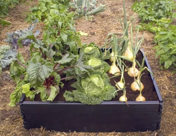 G94 - GROW BETT 97,5X97,5X25CM GIRLANDE