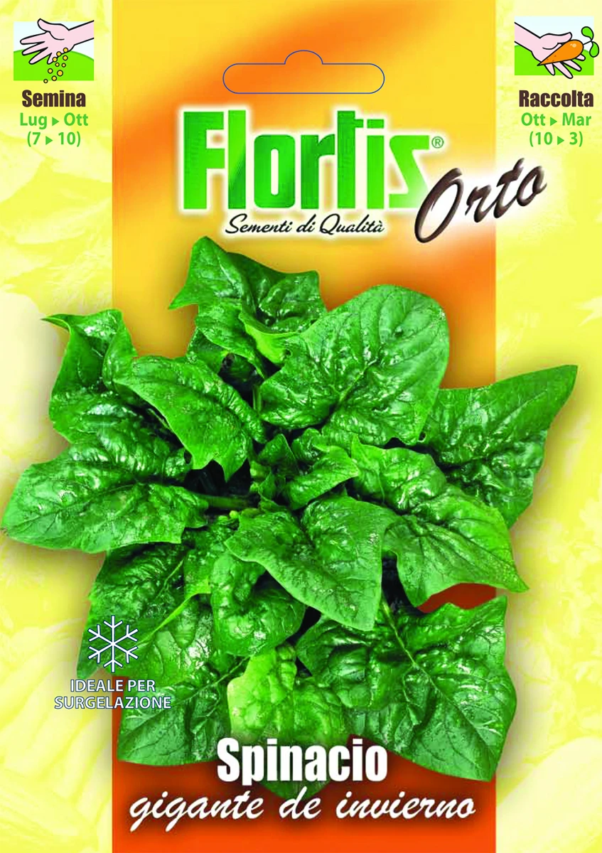 4355348 - FLORTIS | SPINACIO GIGANTE DE INVIERNO