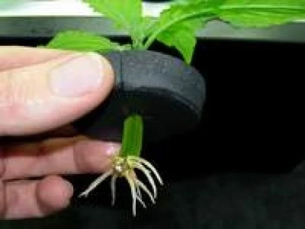 AR133 - NEOPRENE COLLAR FOR NUTRICULTURE CUTTINGS DIAMETER 8CM