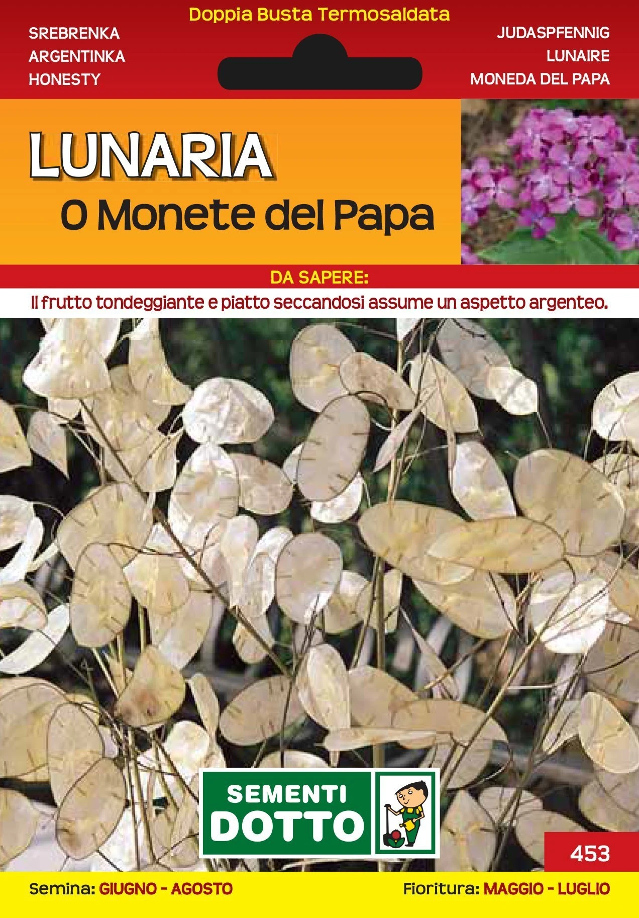 10100453 - LUNARIA O MONETE DEL PAPA DOTTO SEMENTI