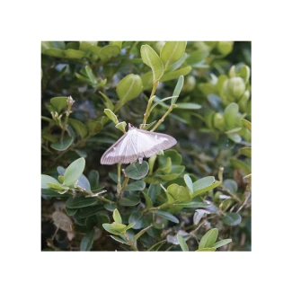 FLORTIS - BOSSO PYRALID TRAP WITH PHEROMON