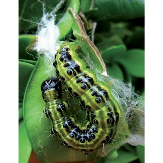 FLORTIS - BOSSO PYRALID TRAP WITH PHEROMON