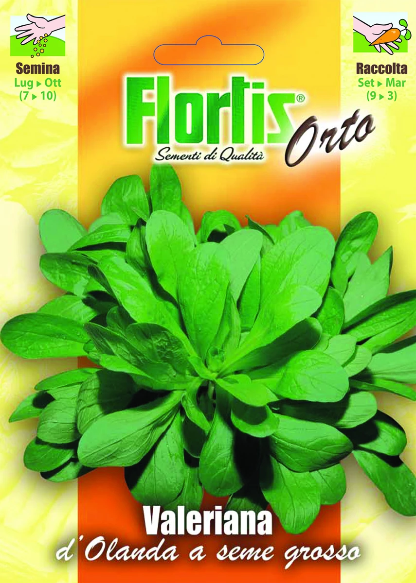 4355365 - FLORTIS | VALERIANA D'OLANDA