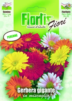 4351077 - FLORTIS | GERBERA GIGANTE MIX
