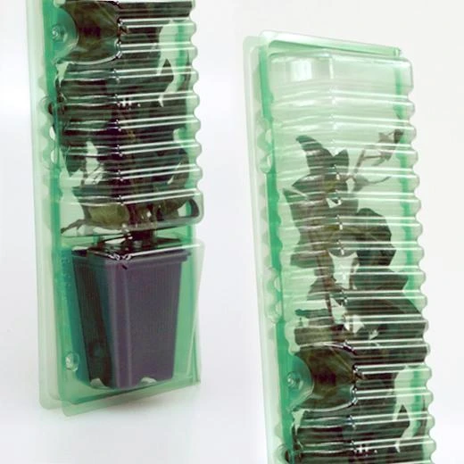 P13378 - BLISTER POUR LE TRANSPORT ET L'EXPÉDITION DE BOUTURES 1 POT 7X7X8CM H 33CM TROU DE TIGE 4CM