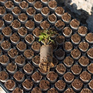 TECR35840 - ELEPOT - CUBES DE RADICATION | Ø 3,5cm - 840pcs - boîte avec 10 plateaux