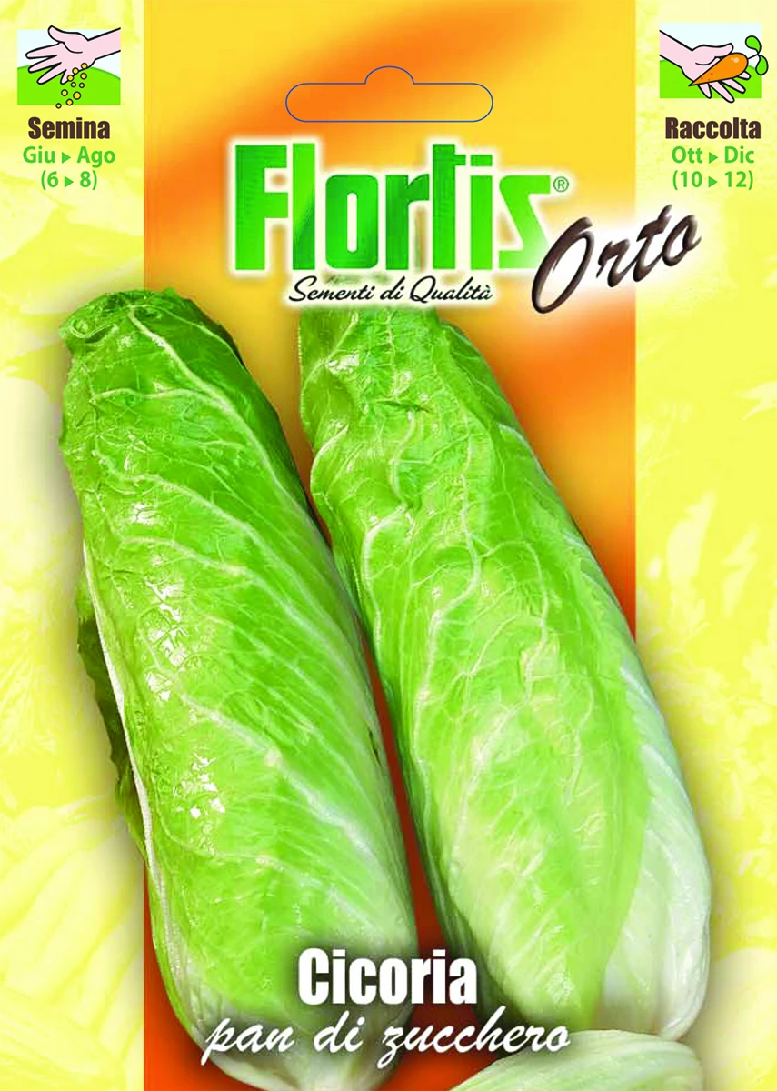 4355125 - FLORTIS | CICORIA PAN DI ZUCCHERO