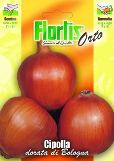 4355172 - FLORTIS | CIPOLLA DORATA DI BOLOGNA
