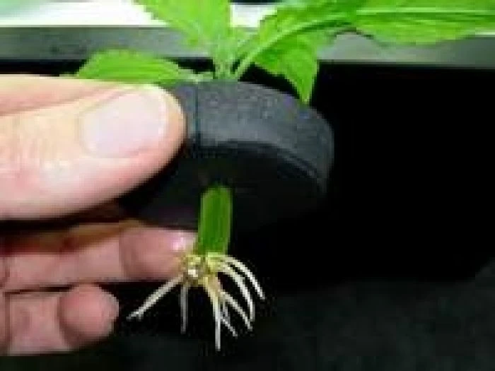 AR133 - COLLARE NEOPRENE PORTA TALEE NUTRICULTURE DIAMETRO 8CM