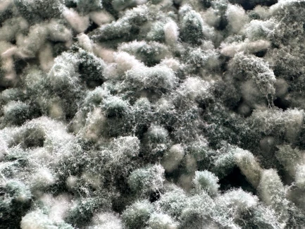 Bionova-Living-Soil-Trichoderma-benefits-Preventing-Plant-Diseases