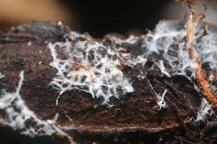 Bionova-Living-Soil-Mycorizza-Fungal-Mycelium-Mycorrhizae-That-Provide-Symbiotic