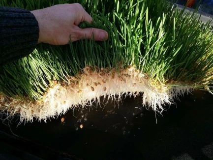 AUTOPOT - COCOMAT TAPPETO DI COCCO PER SUBIRRIGAZIONE | 58x51x3h cm