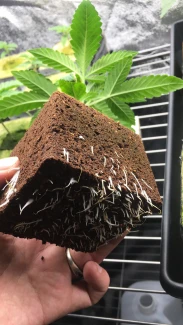 HGA GARDEN - EAZY BLOCK CUBETTO PER TRAPIANTO | 7,5x75x6h cm | Indoorline