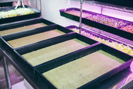 GRODAN CRESS PLATE 495x240x10MM PER COLTIVAZIONE GERMOGLI E MICROGREENS indoorline