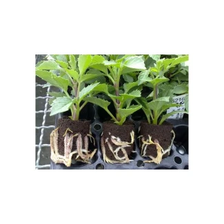 HGA GARDEN - EAZY PLUG VASSOIO 77pz | 3,5x3,5x4h cm | Indoorline