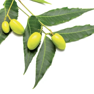 FLORTIS - OLIO DI NEEM CONCENTRATO | 250ml Indoorline