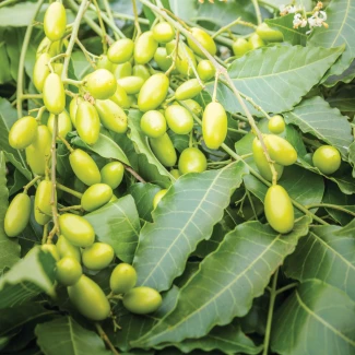 FLORTIS - OLIO DI NEEM SPRAY | 500ml Indoorline