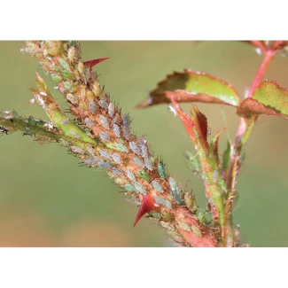 FLORTIS - NATURAE TRIPLA AZIONE SPRAY | 1L