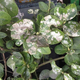 FLORTIS - NATURAE TRIPLA AZIONE SPRAY | 500ml Indoorline