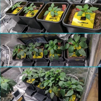 HYP - LOCK DOWN PAD TRAPPOLA ADESIVA PER VASI |  8pz - 15,2x15,2cm