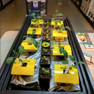 HYP - LOCK DOWN PAD TRAPPOLA ADESIVA PER VASI |  8pz - 15,2x15,2cm