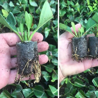 ELEPOT - CUBETTI PER RADICAZIONE Indoorline