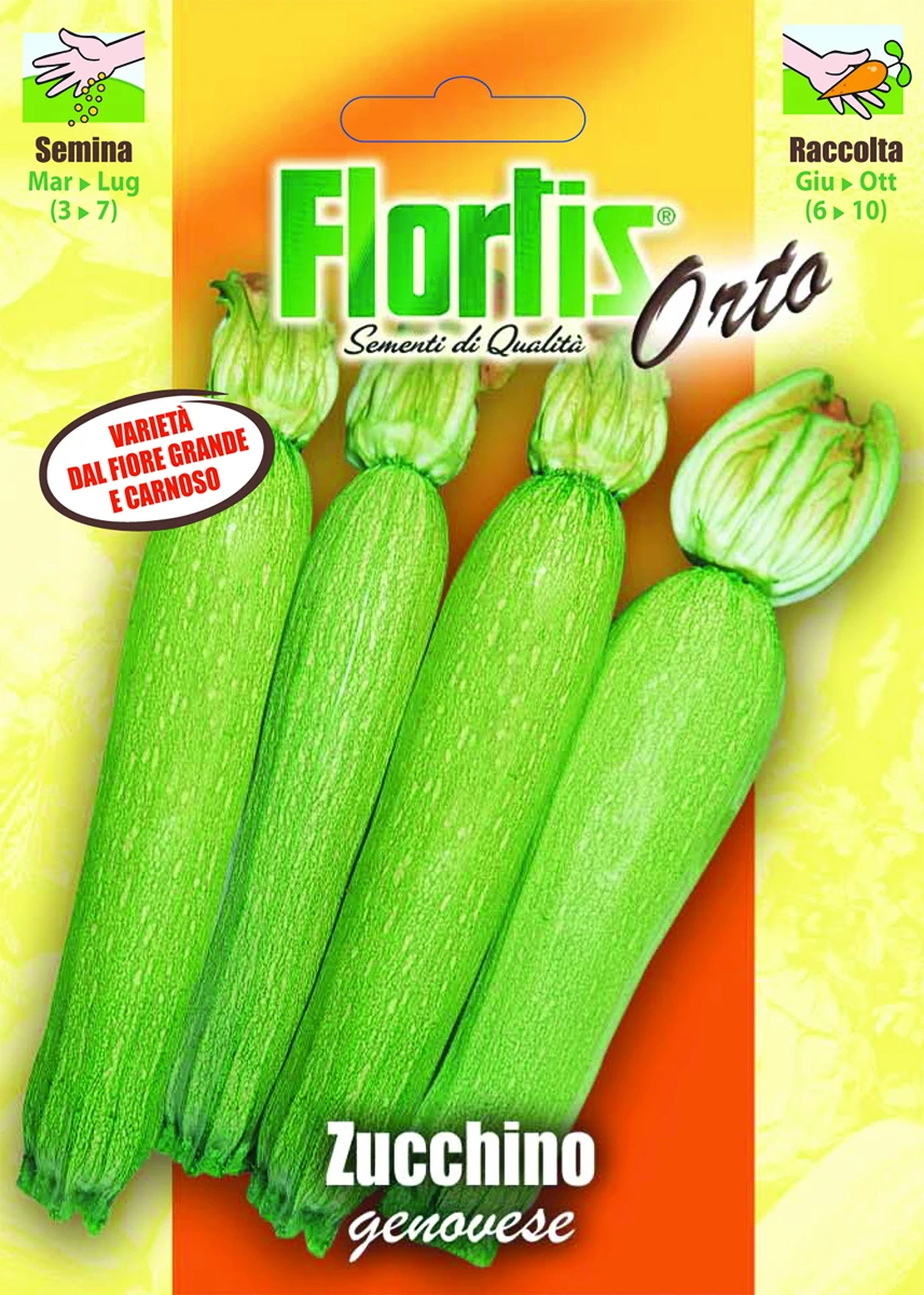 4355375 - FLORTIS | ZUCCHINO GENOVESE
